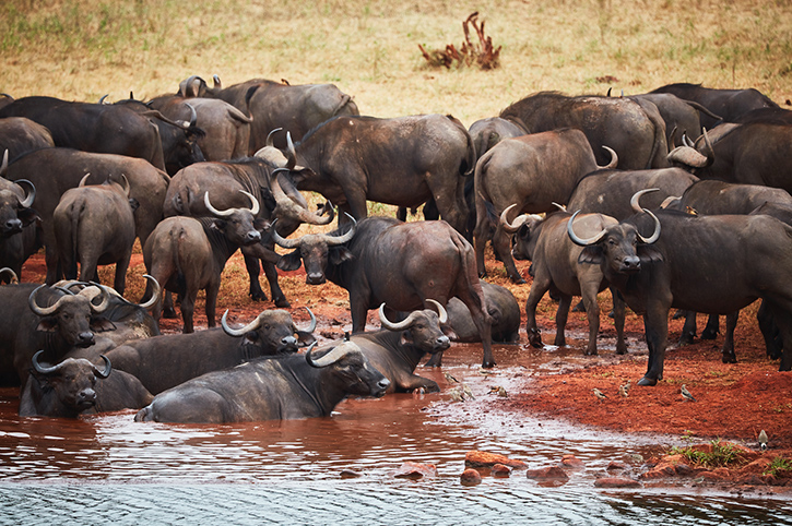 Tsavo Ngutuni Sanctuary