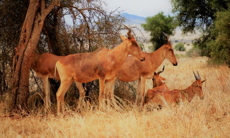 Tsavo West Safari
